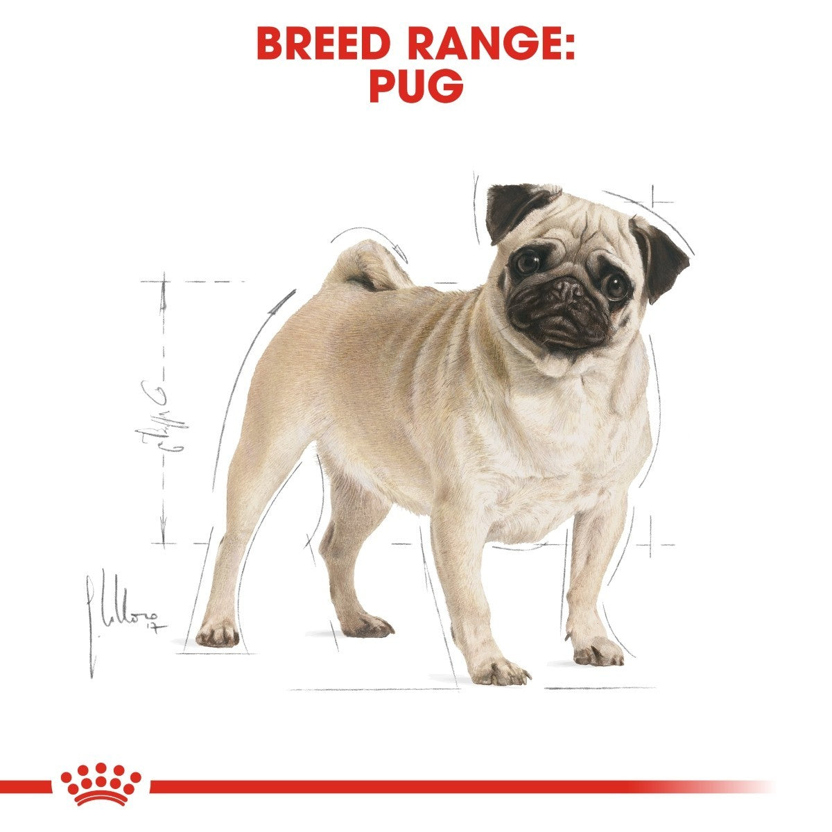 Cardboard cutout of a pug with Breed Range text and Royal Canin logo.