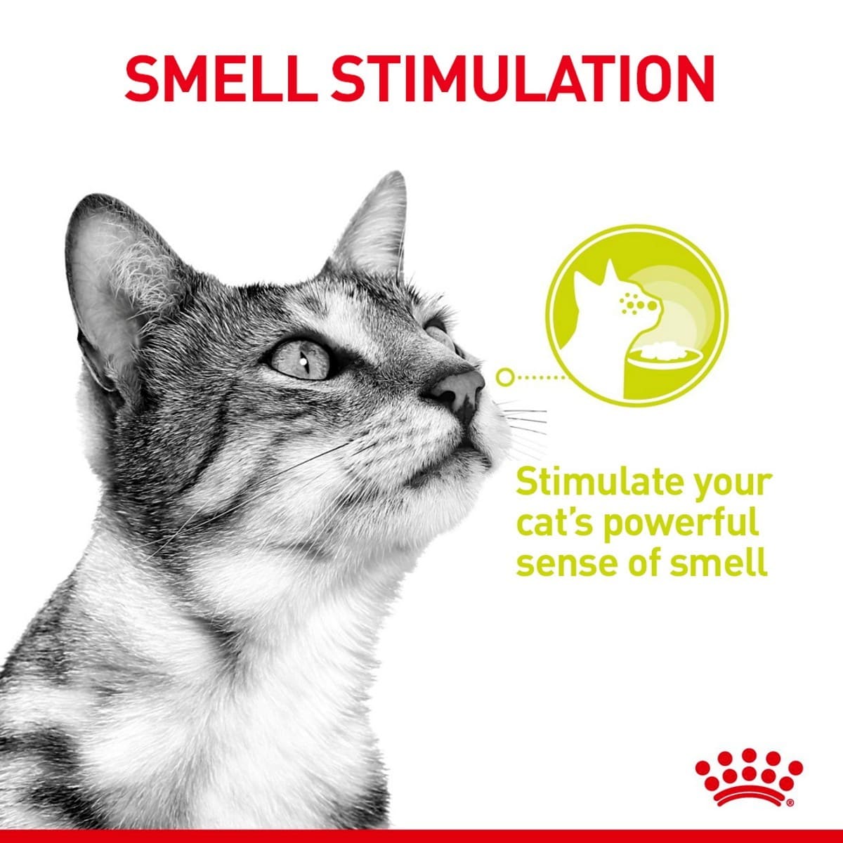 Cat looking up with text 'Smell Stimulation' and a brand logo on a white background