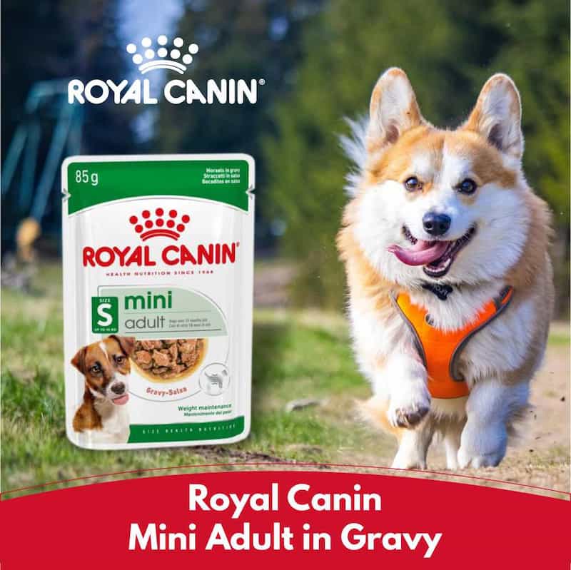 Dog walking outdoors with a Royal Canin mini adult in gravy package displayed.