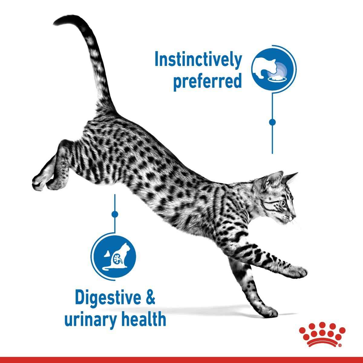Cat jumping with text about digestive and urinary health on a white background