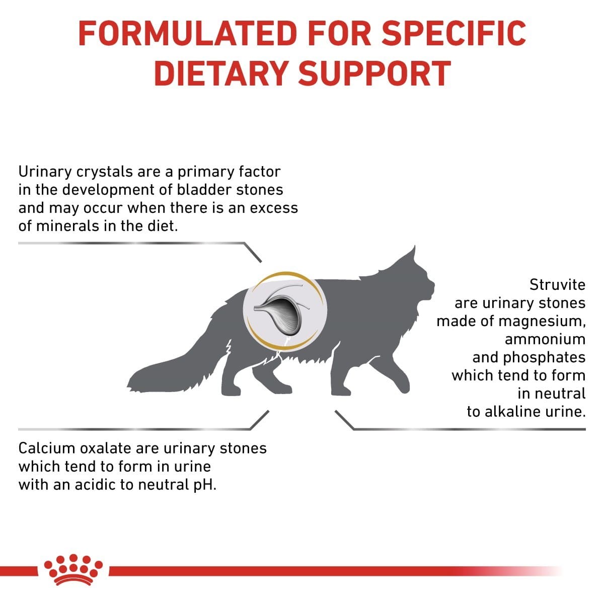 Diagram explaining urinary stone formation in cats with text and a cat illustration.