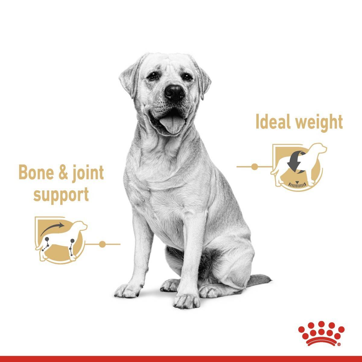White dog sitting on a white background with text about bone and joint support and ideal weight.