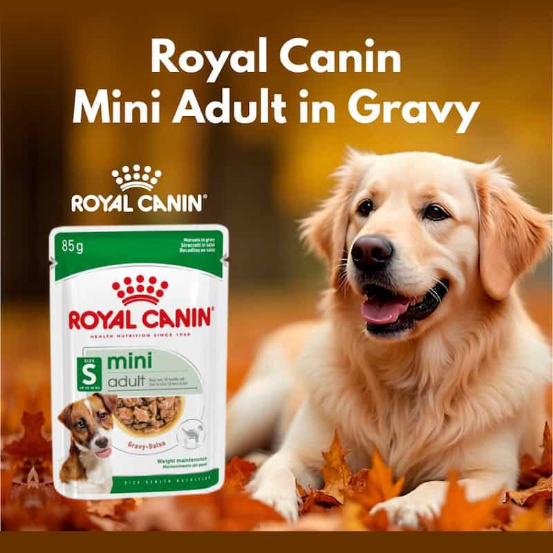 Royal Canin Mini Adult in Gravy packaging with a dog in the background