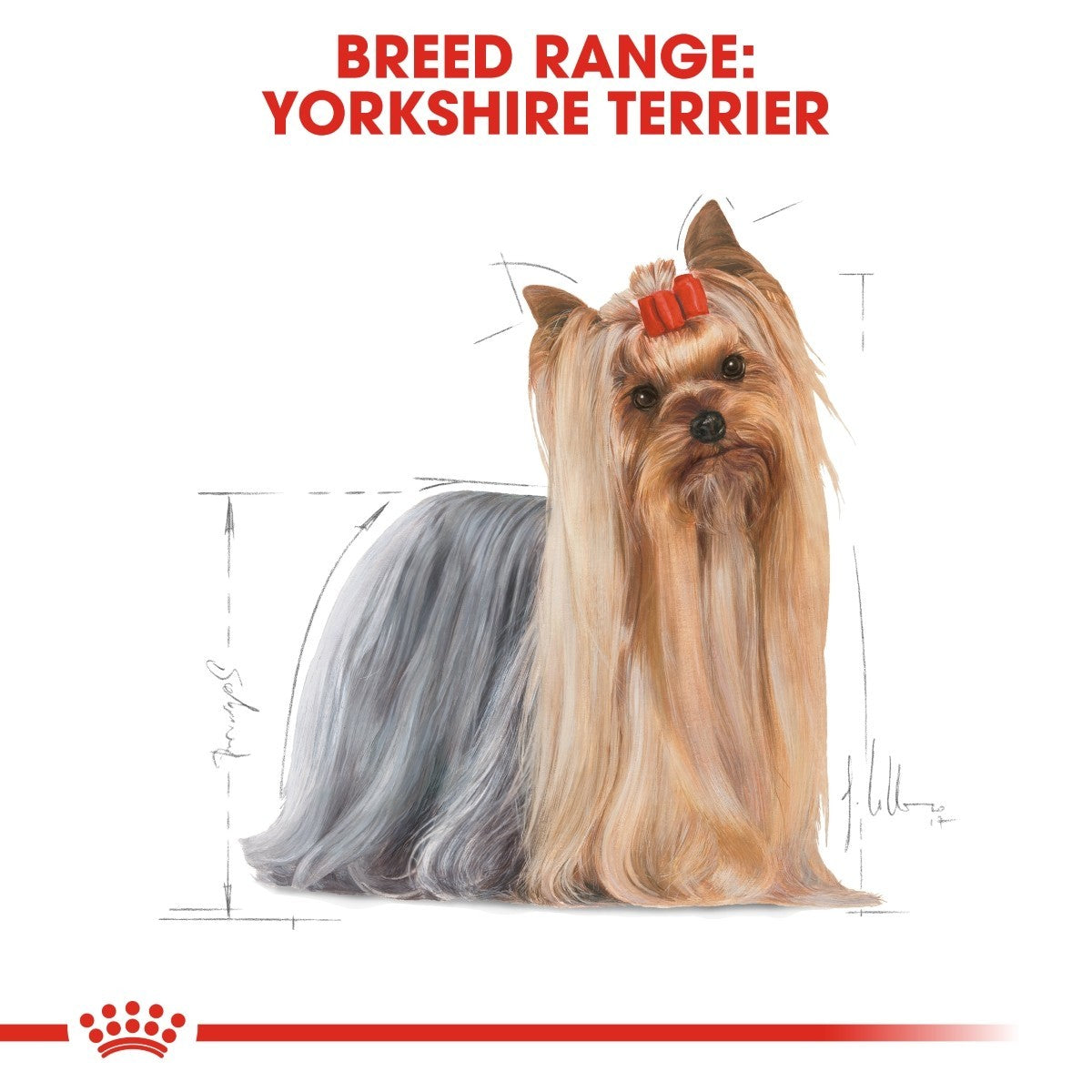 Yorkshire Terrier with a red bow on a white background, featuring the Royal Canin logo.
