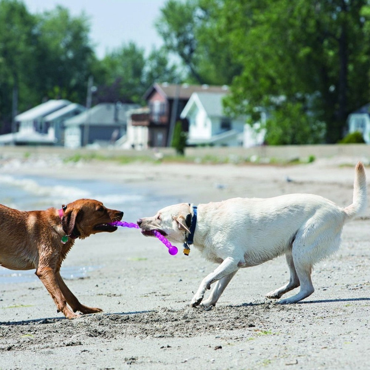 Two dogs playing with a purple toy on a sandy beach with houses and trees in the background.