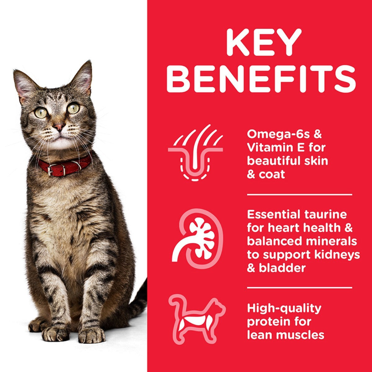 Chicken nutrition adult cats