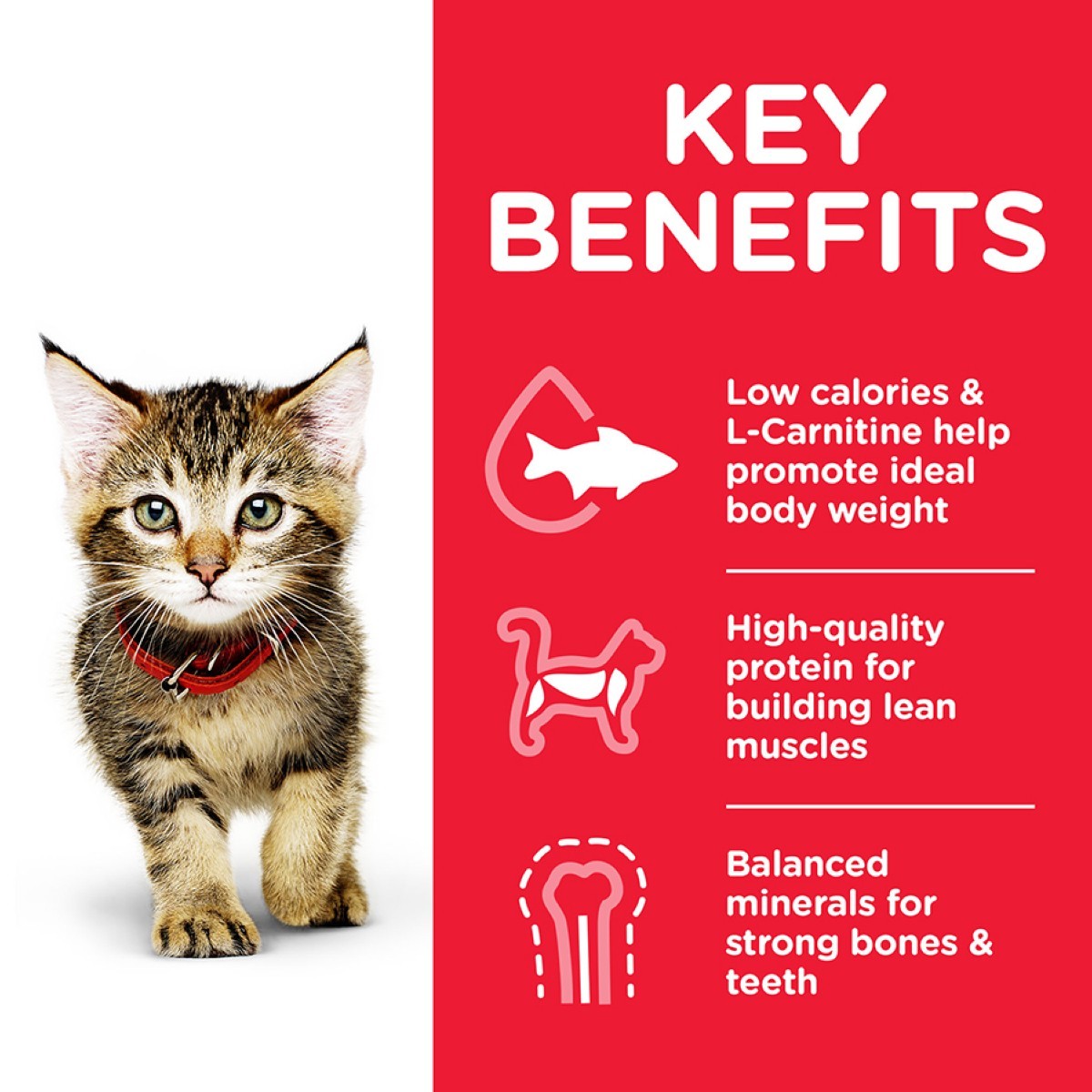 Hill’s kitten tuna kibble