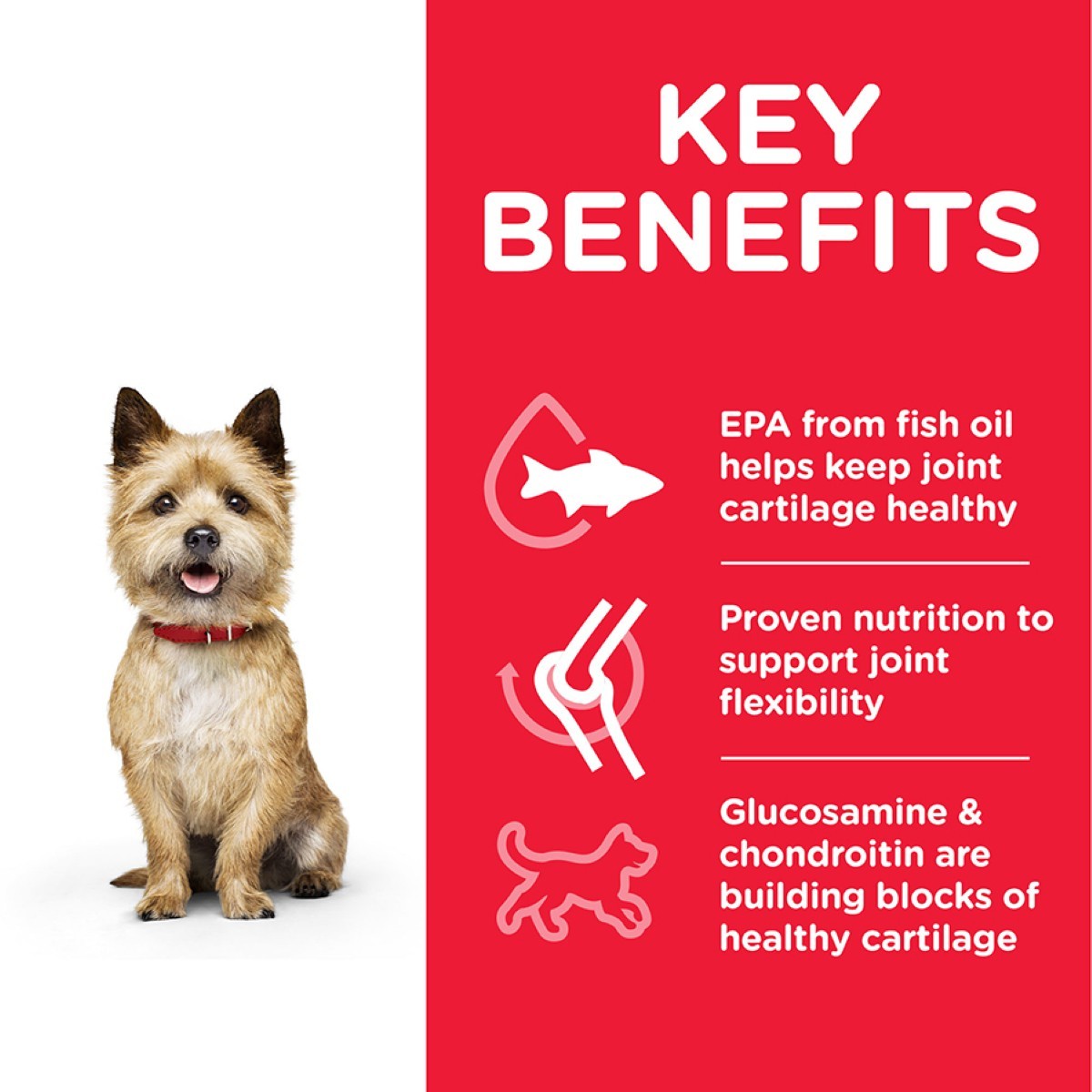 Healthy mobility small breed
