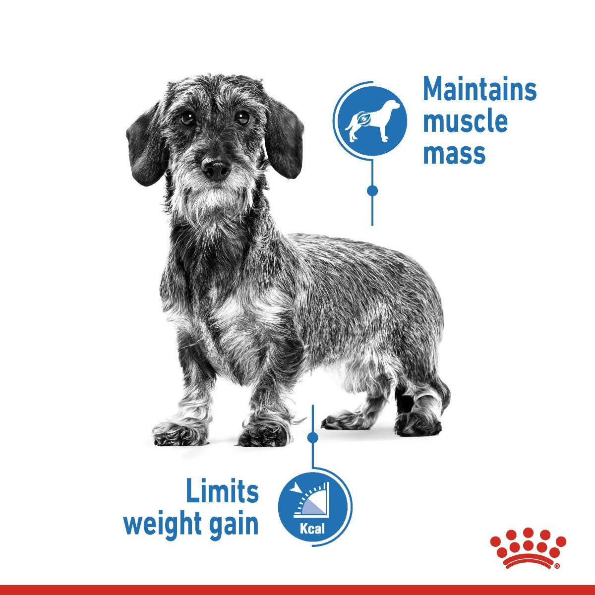 Dog with text indicating weight management benefits on a white background