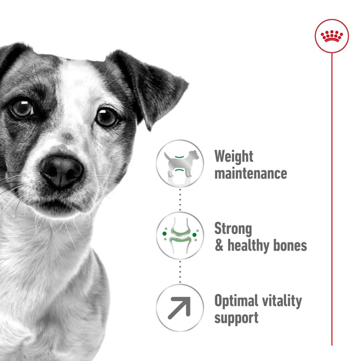 Dog with health benefits text on a white background