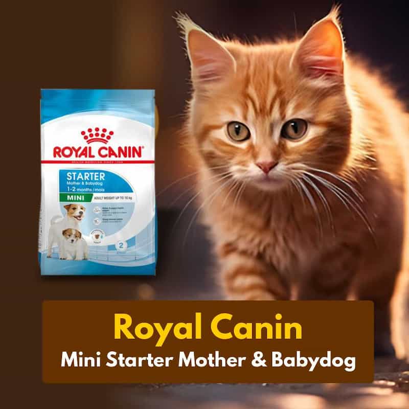 Orange cat next to a Royal Canin starter food package on a dark background