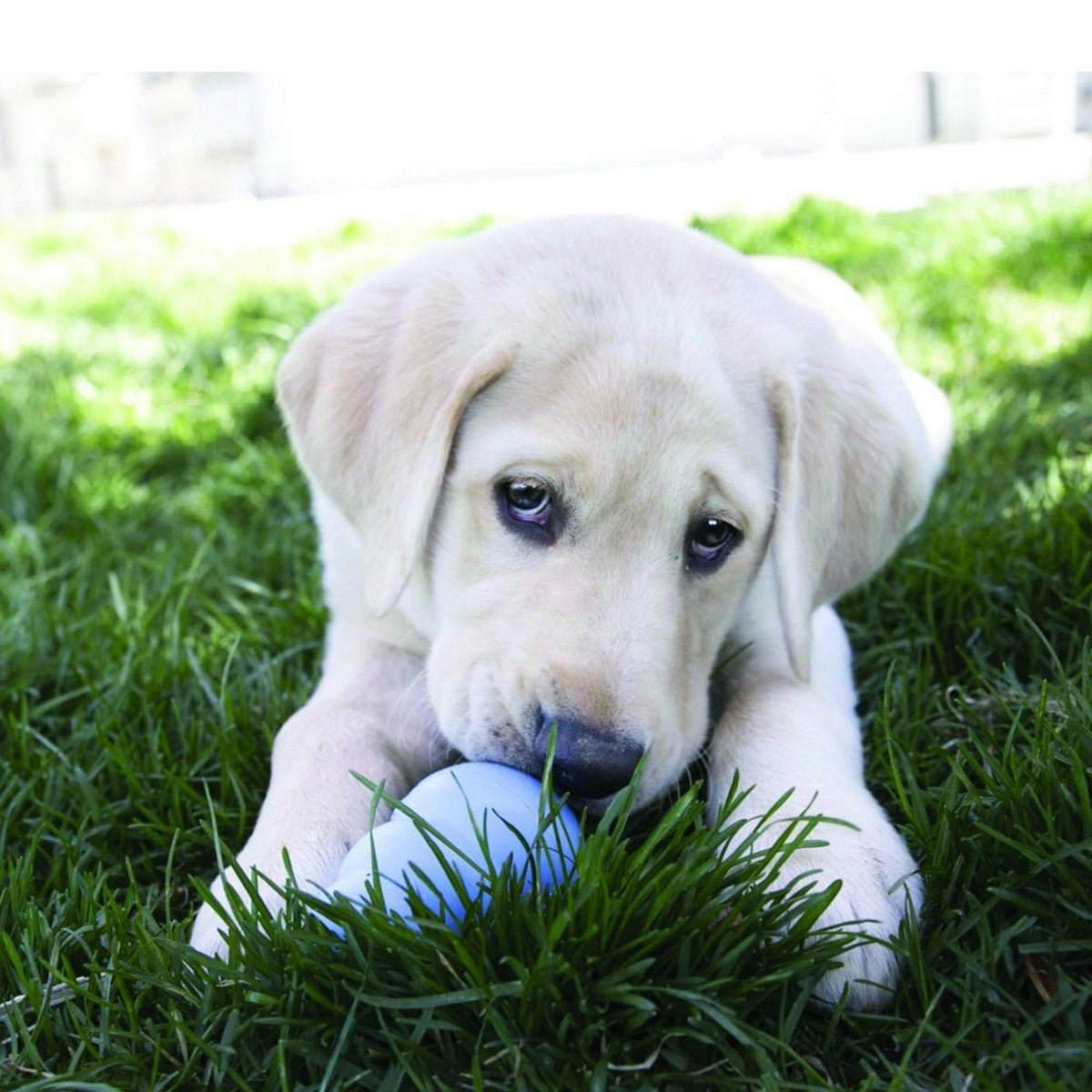 Puppy playing with a ball in the grass