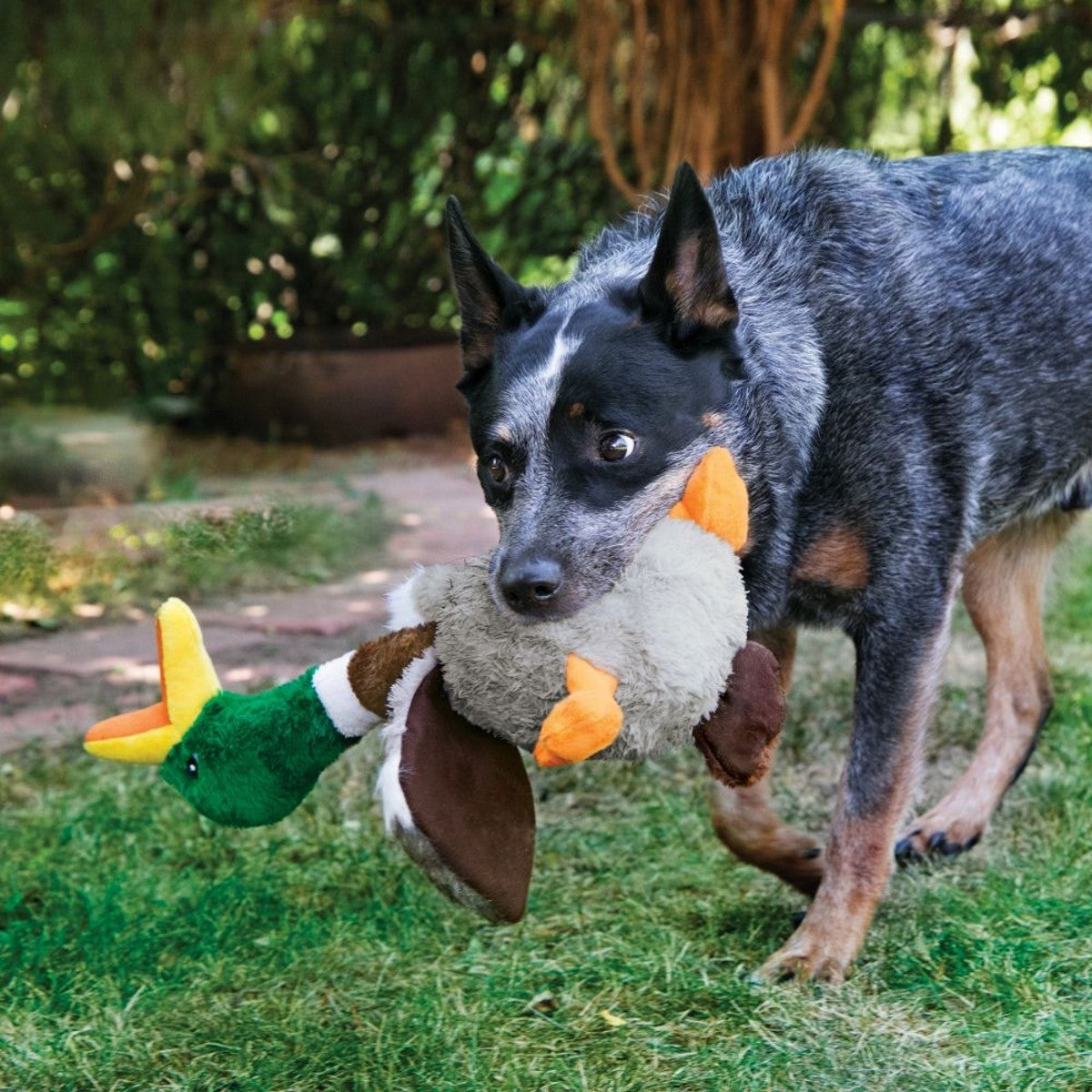 Dog playing with a duck-shaped toy outdoors