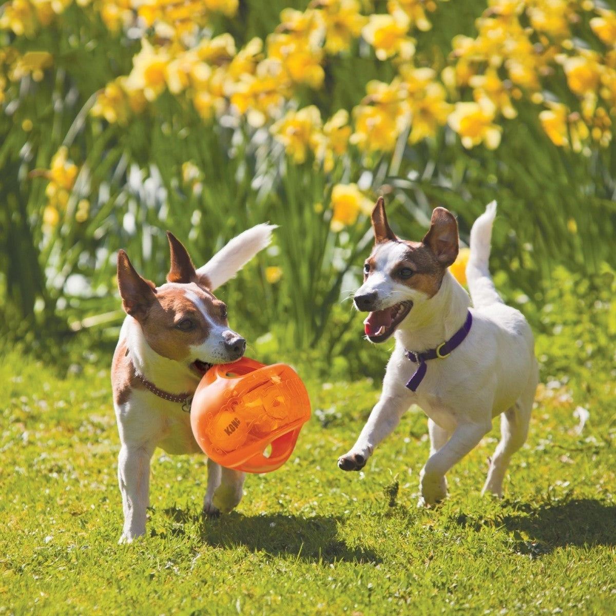 Two dogs playing with an orange ball in a grassy area with yellow flowers in the background