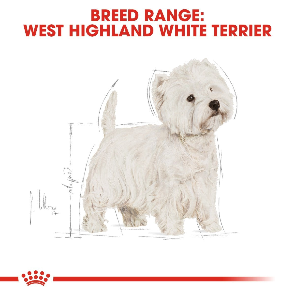 West Highland White Terrier with breed range text and Royal Canin logo.