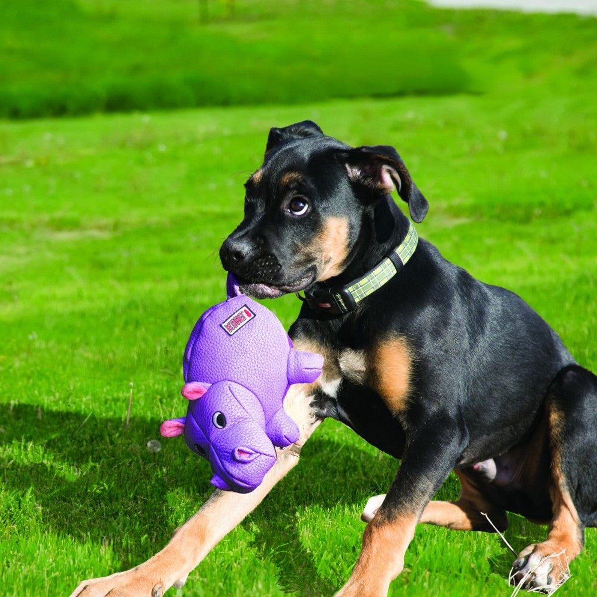Dog playing with a purple toy on a grassy field