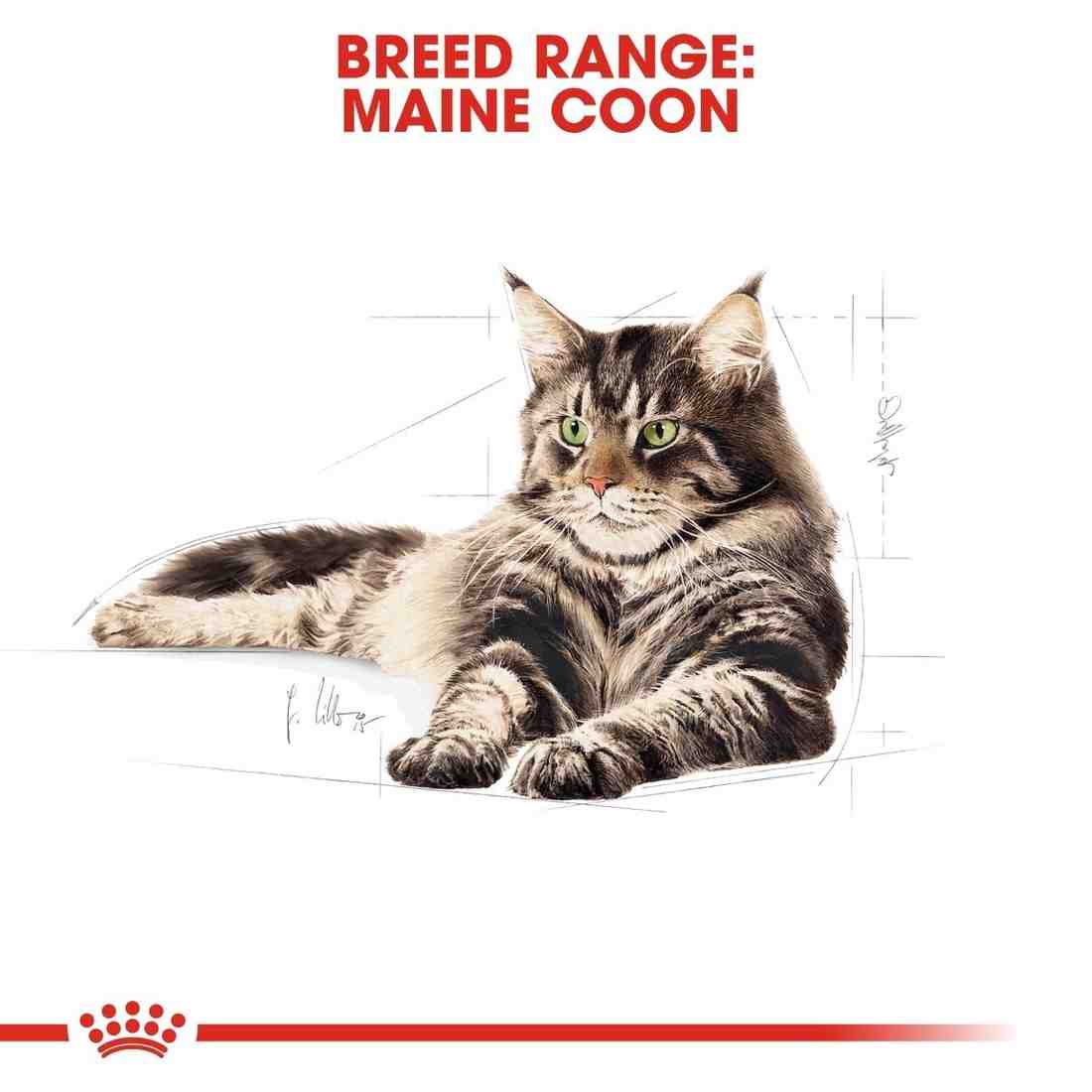 Maine Coon cat on a white background with breed range text
