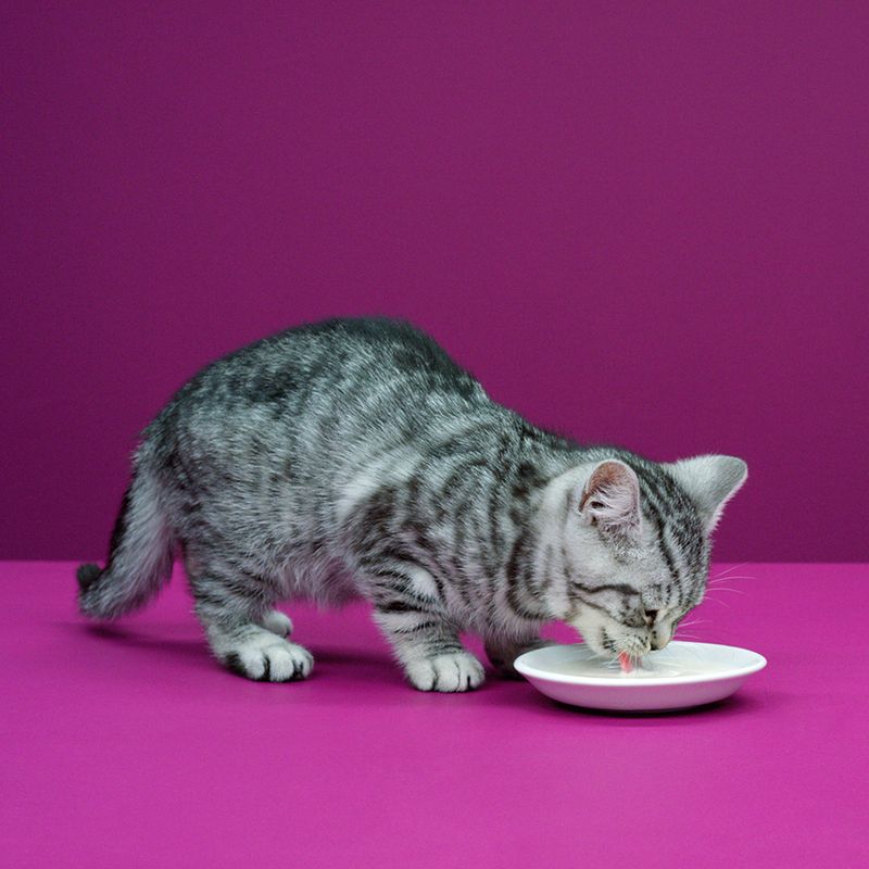 Cat drinking from a bowl on a pink background