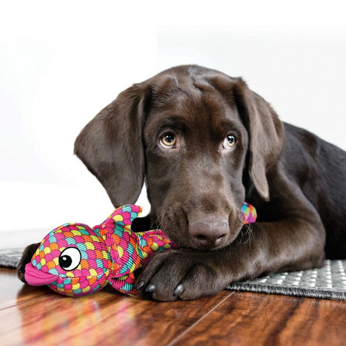 Dog lying on a wooden floor with a colorful fish-shaped toy