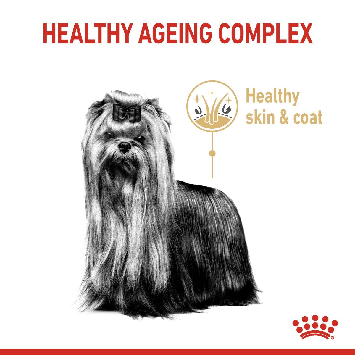 Healthy coat senior Yorkie