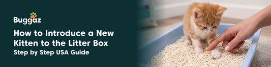 How to Introduce a New Kitten to the Litter Box: Step-by-Step USA Guide