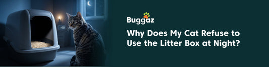 Why Does My Cat Refuse to Use the Litter Box at Night?
