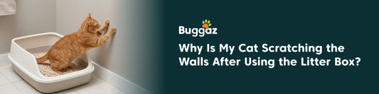 Why Is My Cat Scratching the Walls After Using the Litter Box?