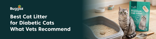 Best Cat Litter for Diabetic Cats: What Vets Recommend