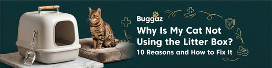 Why Is My Cat Not Using the Litter Box? 10 Reasons and How to Fix It