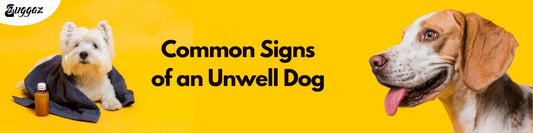 Common Signs of an Unwell Dog
