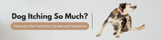 dog itching so much