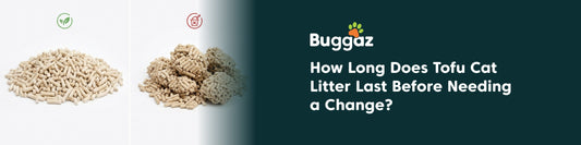How Long Does Tofu Cat Litter Last Before Needing a Change?