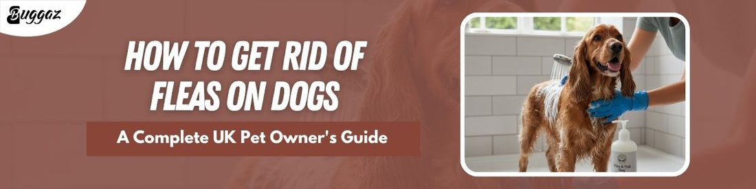 how to get rid of fleas 