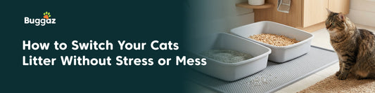 How to Switch Your Cat's Litter Without Stress or Mess