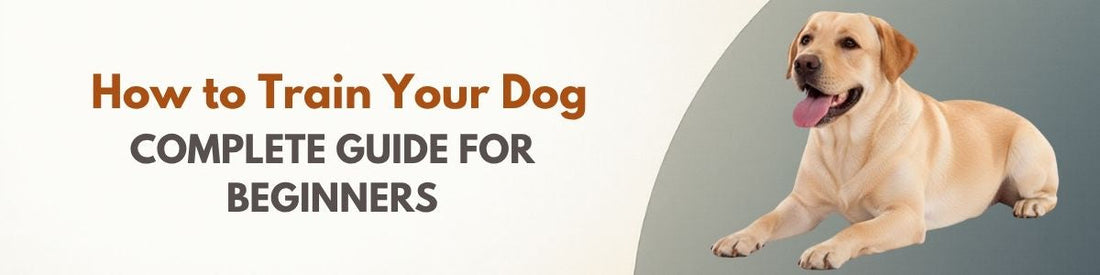 how to train your dog 