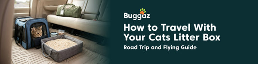 How to Travel With Your Cat's Litter Box: Road Trip and Flying Guide