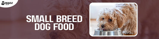 small breed dog 