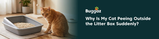 Why Is My Cat Peeing Outside the Litter Box Suddenly?