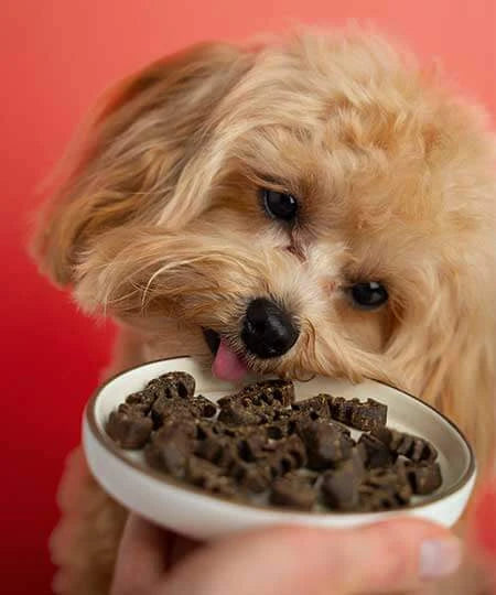 Dog Food UK