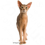 Load image into Gallery viewer, Flavorful kibble for cats
