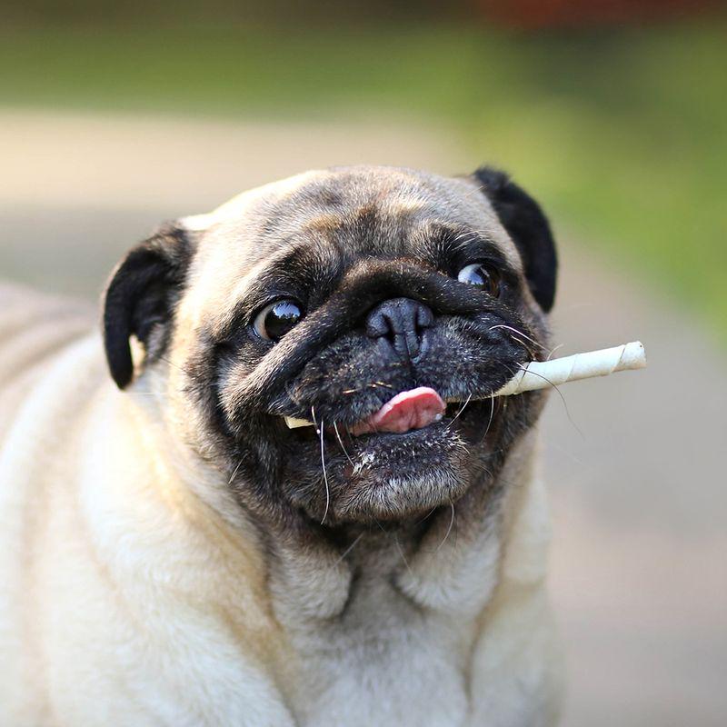 Protein-rich dog treat