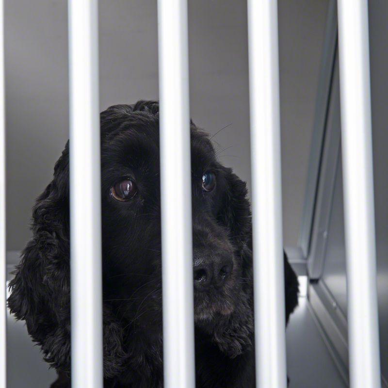 Crate for vehicle transport