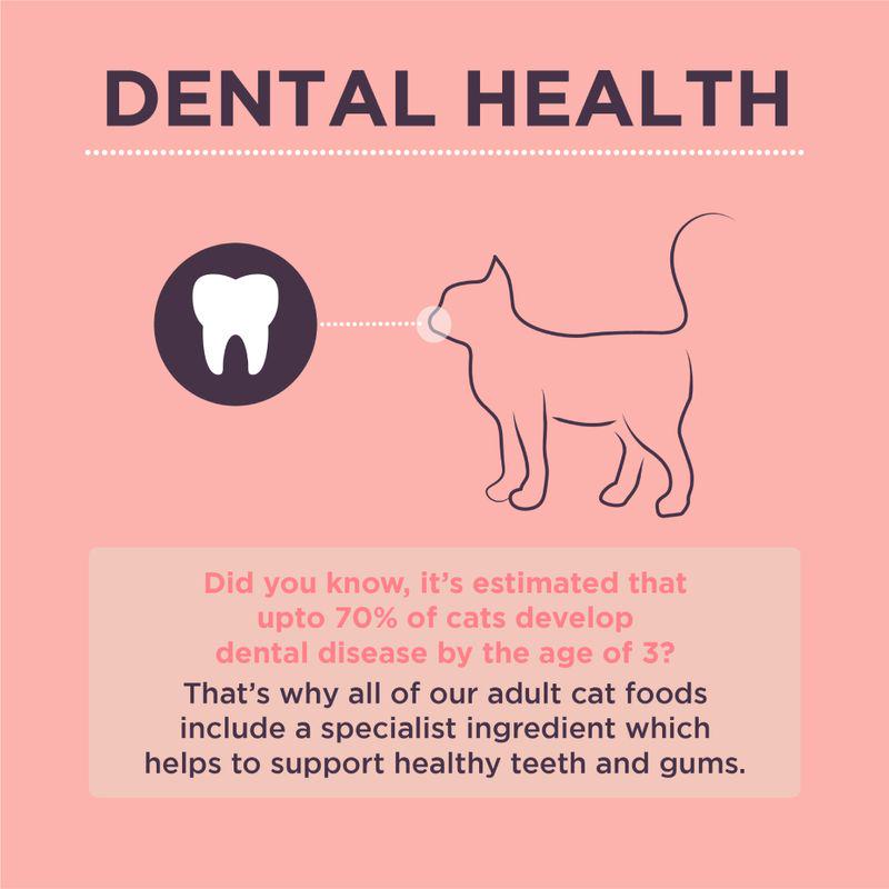 Salmon flavor cat food Burgess