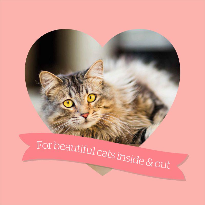 Burgess salmon formula for cats