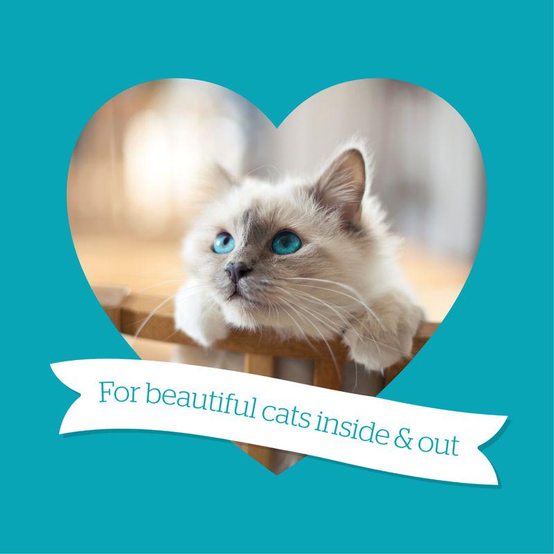 burgess for beautiful cats inside & out