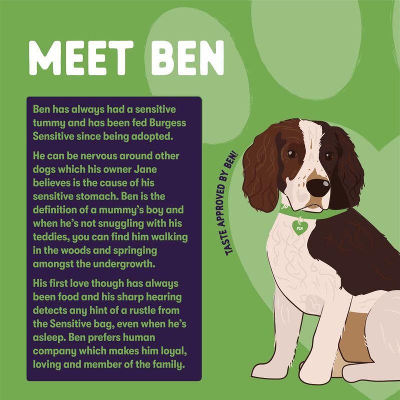 Lamb dry food for adults