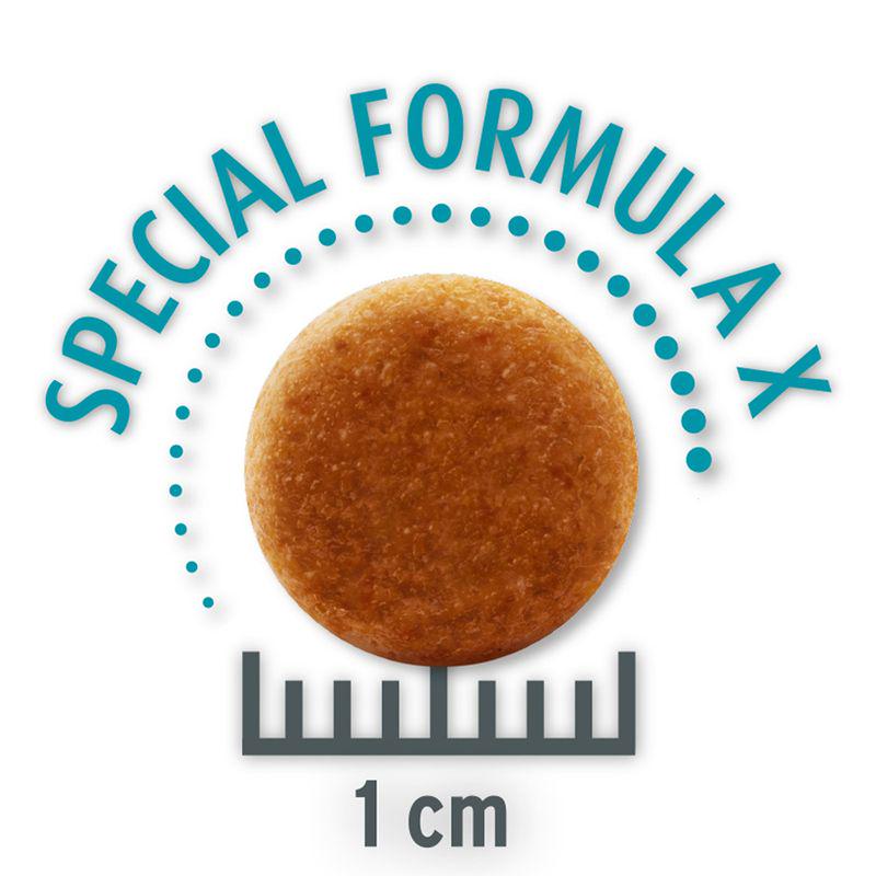 Bulk premium dog food