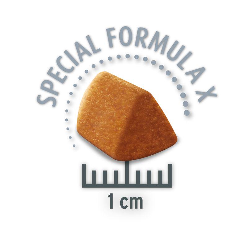 Essential diet for dogs