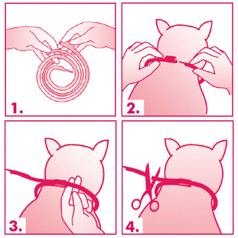 Nepeta cataria collar