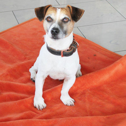 Hygienic wool blanket